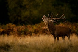 Every October, wildlife photographers across the country start to get excited as they know this is the time of year is when one of the greatest spectacles in British wildlife takes place: the deer rut