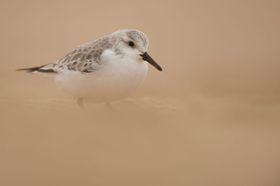 © Wex Photo Video bird1.jpg