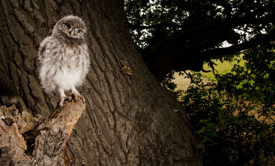 © Wex Photo Video owl.jpg