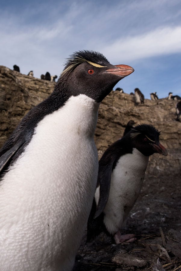© Wex Photo Video penguin.jpg