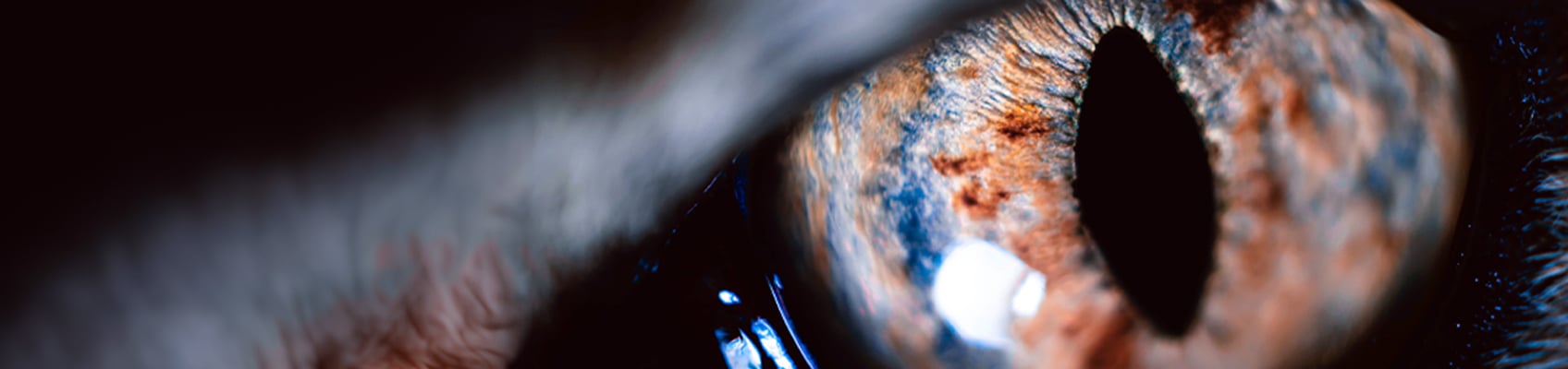 © Wex Photo Video MACRO TOP.jpg