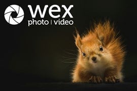When you think wildlife photography gear, you’ll probably think of long lenses and fancy cameras. While these can be helpful, you’d be shocked what a difference a few inexpensive accessories can make!