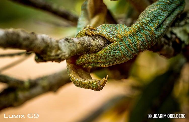 D850 Sample Image